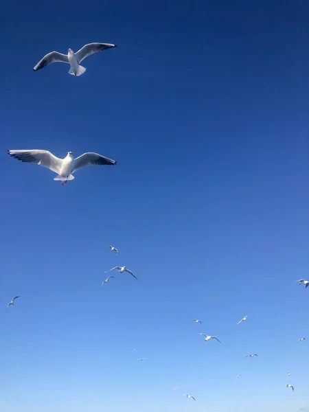 Aves Gaivotas Rebanho Aves Gaivotas Brancas Voando Belo Céu Azul — Fotografia de Stock