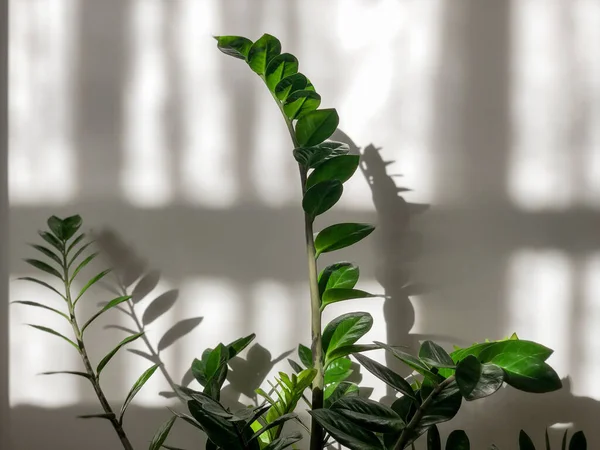 식물은 거실에 햇빛에 반사되는 창문으로 기대어 Zamiokulkas 또는자 Zamioculcas 도알려져 — 스톡 사진