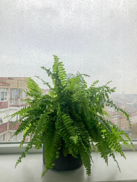 エフロリス エクサルタータ雨の日に窓辺のポットにあるボストンシダ植物 緑の植物は雨の上から都市の景色に対して窓に落ちます — ストック写真