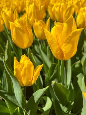 Lale çiçekleri, doğal arka plan ya da güzel sarı lale çiçekleri baharda güneşli bir günde bahçede. Seçici odaklı güzel çiçek arkaplan fotoğrafı