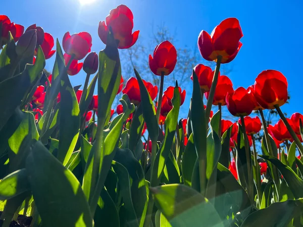Lale çiçekleri, doğal arka plan ya da yüzey üzerinde güzel kırmızı lale çiçekleri olan baharda güneşli bir günde mavi gökyüzüne karşı. Seçici odaklı güzel çiçek arkaplanı
