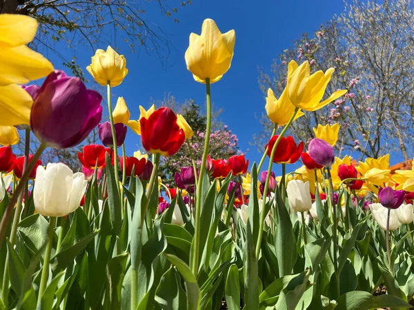 Lale çiçekleri, doğal arka plan ya da yüzeyde güzel renkli lale çiçekleri ve ağaçların fotoğraflarıyla güneşli bir baharda bahçede mavi gökyüzüne karşı. Seçici odaklı güzel çiçek arkaplanı