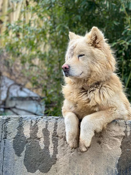 Dogs Portrait Beautiful Cute White Akita Dog Leaning Wall Fence — Stock Photo, Image