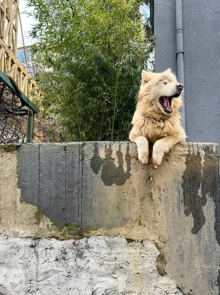 Dogs Portrait Beautiful Cute White Akita Dog Leaning Wall Fence — ストック写真