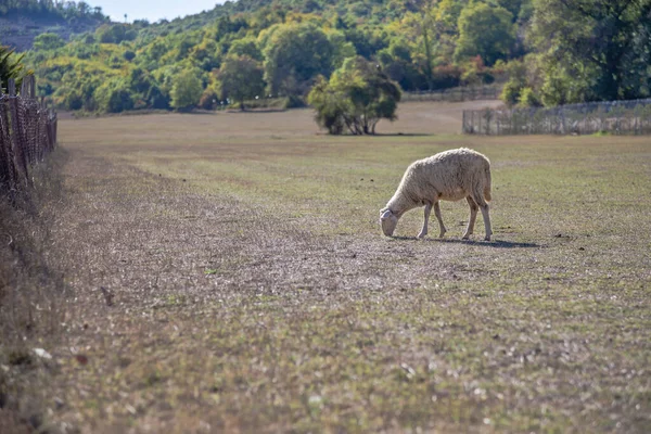 Овцы Овцы Пасущиеся Пасущиеся Лугу Долине Домашнее Животное Ест Траву — стоковое фото