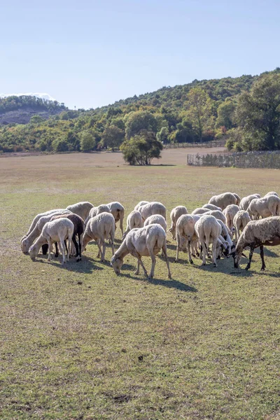 sheep, herd of sheep feeding or grazing on meadow at valley in sunny day. domestic farm animals feeding or eating grass on valley with copy space