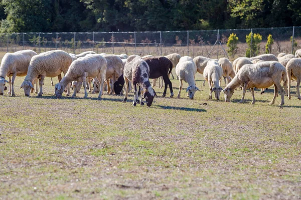 Πρόβατα Κοπάδι Των Προβάτων Σίτιση Βόσκηση Στο Λιβάδι Ένα Αγρόκτημα — Φωτογραφία Αρχείου