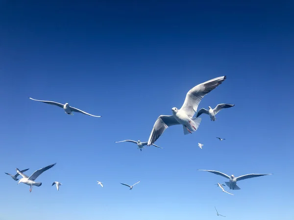 Aves Gaivotas Rebanho Aves Gaivotas Brancas Voando Belo Céu Azul — Fotografia de Stock