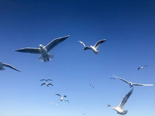 seagull birds, flock of white seagull birds flying in beautiful blue sky with copy space in a sunny day. animal concept background photo