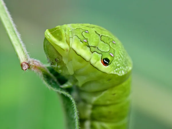 Porträt einer großen grünen Raupe (papilio dehaanii)) — Stockfoto