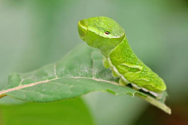 Ritratto di un grande bruco verde (Papilio dehaanii ) — Foto Stock