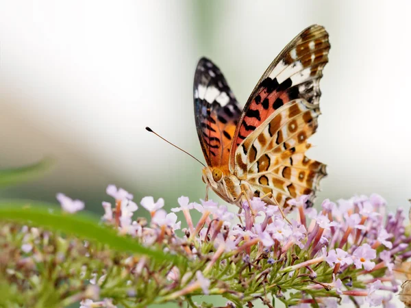 Beau papillon (Polygonia c-aureum) sur une fleur — Photo