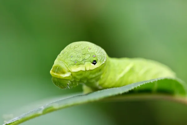 Oruga verde grande (Papilio dehaanii ) — Foto de Stock