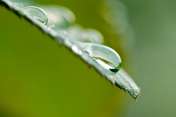 Gotas de água na folha após a chuva — Fotografia de Stock
