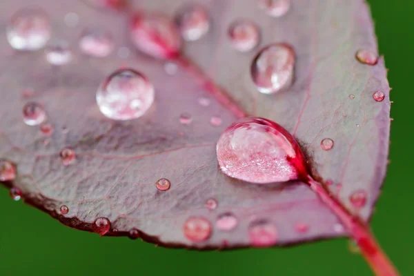 Wassertropfen auf einem rosa Blatt — Stockfoto