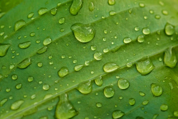 Water drops on a green leaf