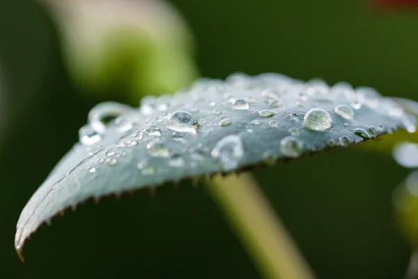 Vatten droppar på blad efter regn — Stockfoto