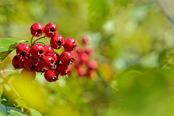 Autumn gift — Stock Photo, Image