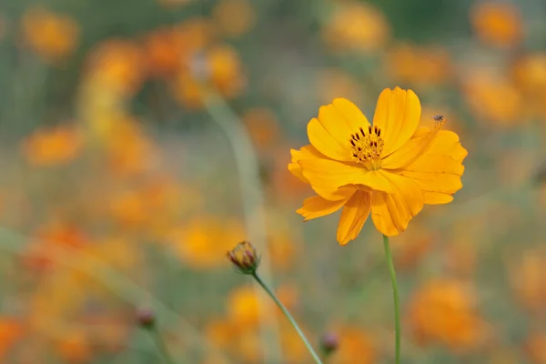 Kosmos květ (Cosmos sulphureus) — Stock fotografie