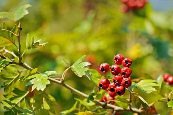 Autumn gift — Stock Photo, Image