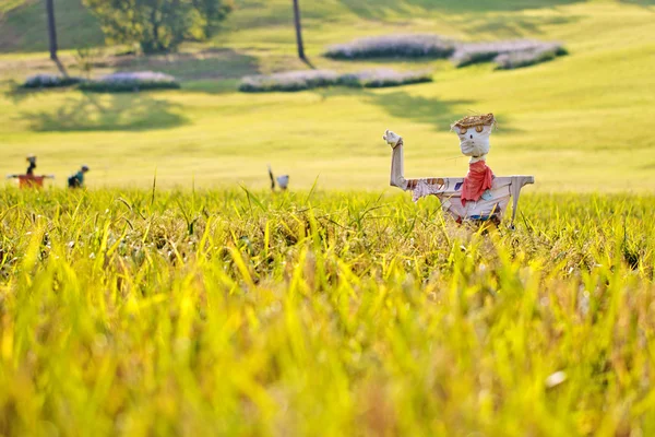 Espantapájaros en el campo de arroz — Foto de Stock