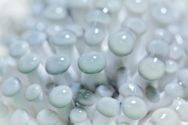 küçük istiridye mantar