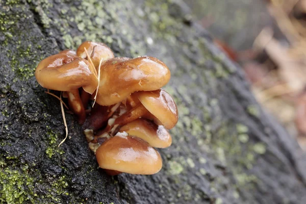 Family of mushrooms — Stock Photo, Image