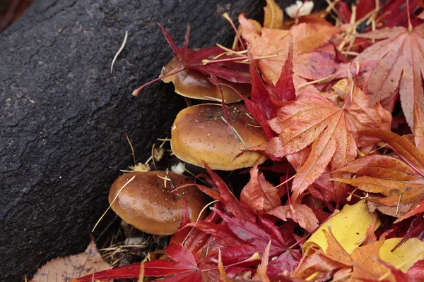 Mushrooms in fallen foliage — Stock Photo, Image