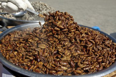 Boiled silkworm pupae (beondegi) clipart