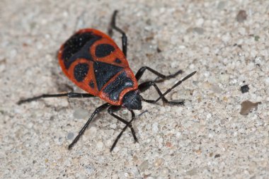 Firebug'ı (pyrrhocoris apterus)