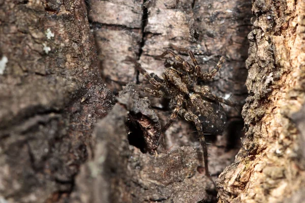 Macro photo of a hunting spider on a tree bark — Stock Photo, Image