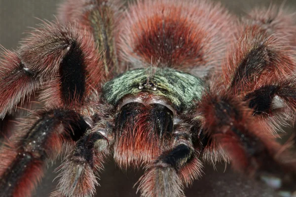 Portrait of a bird spider acanthoscurria geniculata — Stock Photo, Image