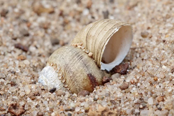 Close-up of the shell on sand background — Stock Photo, Image