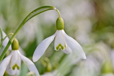 bir tek kardelen çiçek (galanthus nivalis)
