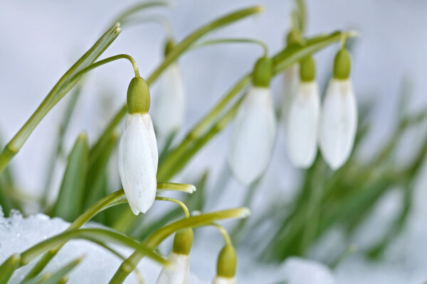 Цветки подснежника (Galanthus nivalis) с выбранным фокусом
