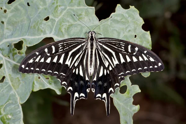 Schwalbenschwanz-Schmetterling (lat. papilio xuthus) auf einem Kohlblatt — Stockfoto