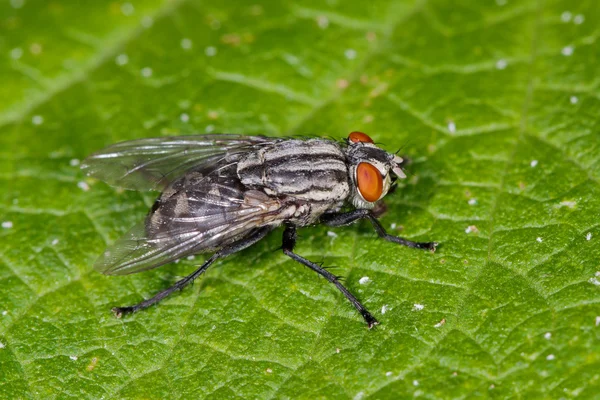 Une mouche sur une feuille bleue — Photo