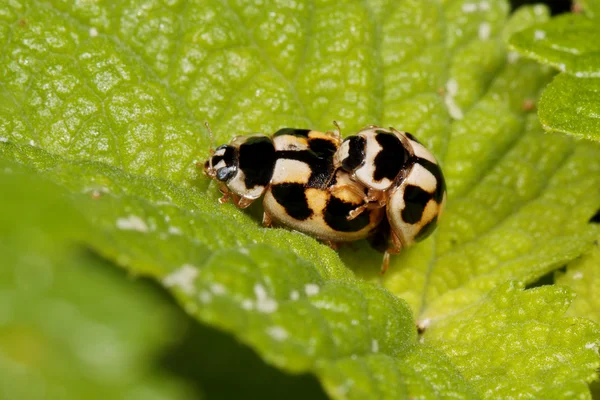 Accoppiamento coccinelle — Foto Stock