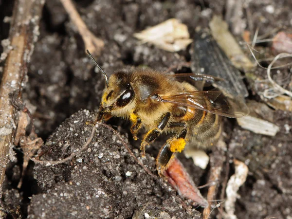 土のミツバチのクローズ アップ — ストック写真