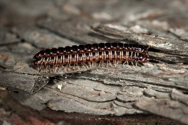 Mating centipedes on a tree bark — Stock Photo, Image