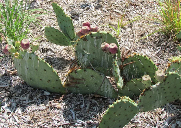 Prickly Pear Cactus — Stock Photo, Image