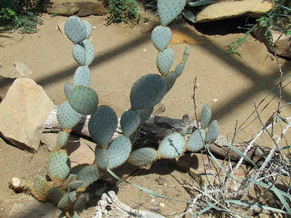 Prickig päron kaktus — Stockfoto