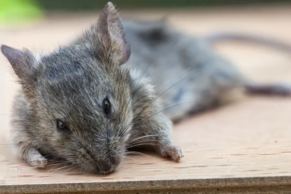 Mouse close up — Stock Photo, Image