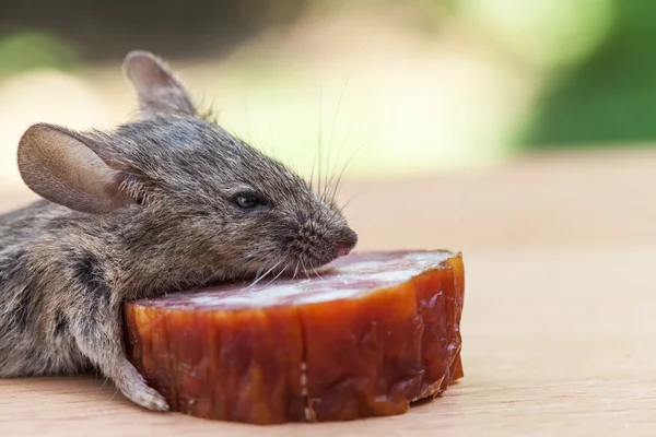 Mouse close up — Stock Photo, Image