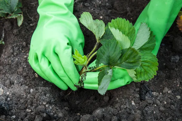 Strawberry Planting — Stock Photo, Image