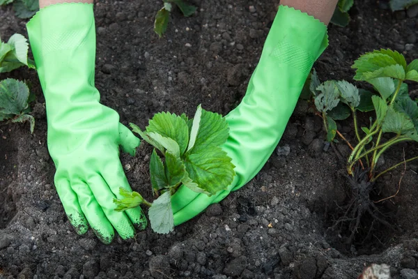 Plantarea căpșunilor — Fotografie, imagine de stoc