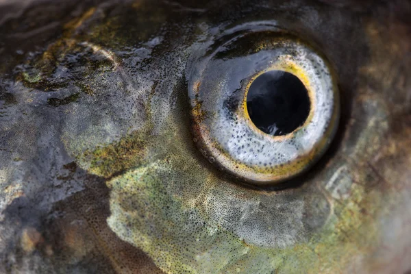 Rybie oko z bliska — Zdjęcie stockowe