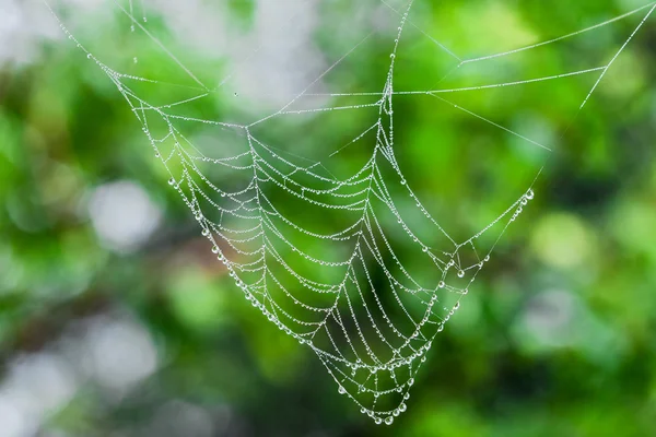 Wassertropfen auf Spinnweben — Stockfoto