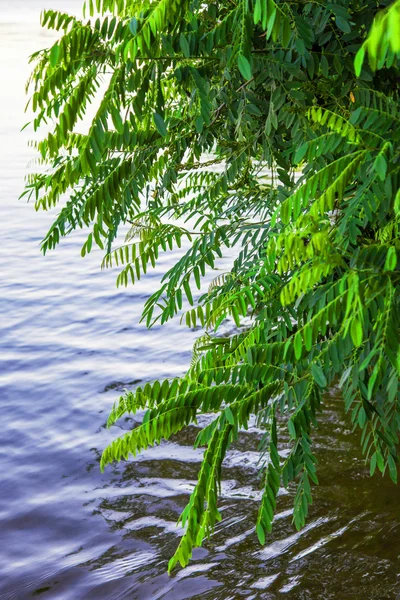 Arbustos inclinados sobre a água — Fotografia de Stock
