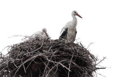 Leylek yuvada ailesi